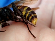 コガタスズメバチの毒針