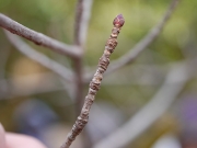 ハナノキの芽鱗痕