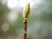 アジサイの冬芽と葉痕