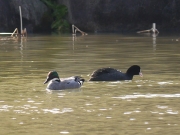 ヨシガモとオオバン