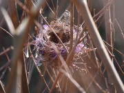 ヒヨドリの巣