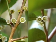 ヒサカキの雄花と雌花