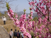 モモの花