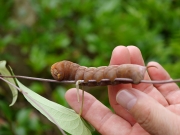 キイロスズメの幼虫