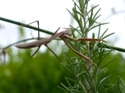 オオカマキリもしくはチョウセンカマキリ