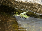 ハリガネムシに寄生されたハラビロカマキリ