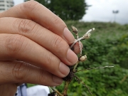 マルバツユクサの根につく閉鎖花