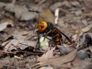 ジョロウグモを捕食するオオスズメバチ