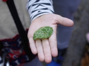 ハモグリバエの痕跡