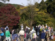 紅葉の仕組みの解説