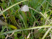 カマキリの産卵