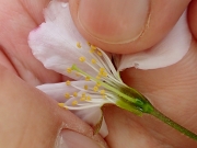 ソメイヨシノの花の仕組み