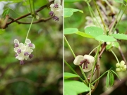 アケビの雄花と雌花