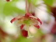 イロハモミジの両性花