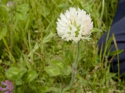 ムラサキツメクサの白花