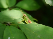 ヤマトフキバッタの幼虫