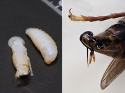 コガタスズメバチの蛹、幼虫、毒針