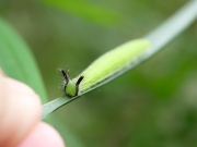 クロコノマチョウの幼虫