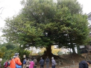 40 豊橋公園のイスノキ