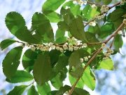 ヒサカキの花