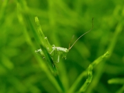 ヤブキリの幼虫