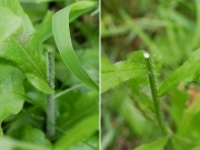 ハルジオンとヒメジョオンの茎の断面