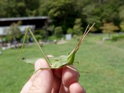 ショウリョウバッタ