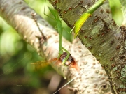 アブラゼミを捕まえたオオカマキリ