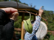 ウスタビガの繭