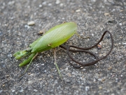 ハラビロカマキリから出てきたハリガネムシ