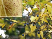 ムクノキの果実と紙やすりに使える葉