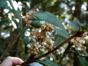 ビワの花