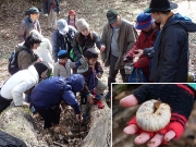 朽木の下で見つけたカブトムシの幼虫