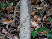 イノシシの体毛が付いているこすり木