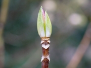 アジサイの冬芽と葉痕