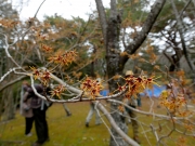 マンサクの花