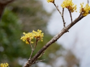 サンシュユの花