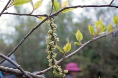 キブシの雌花