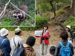 前回の定例観察会で見られたタヌキ