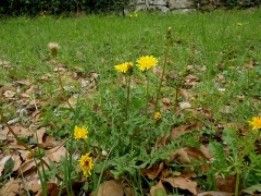 綿毛の位置が花より高くなるセイヨウタンポポ