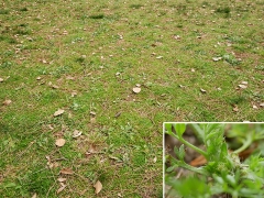 児童遊園で繁茂したメリケントキンソウ