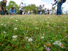 修景庭園がお花畑に