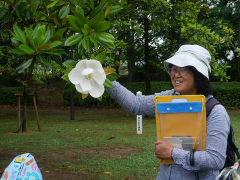 タイサンボクの花