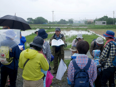 田んぼの生き物の解説