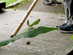 ハラビロカマキリの幼虫