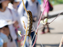 エビガラスズメの幼虫