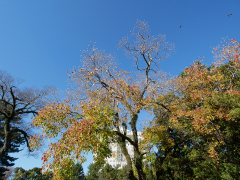 ナンキンハゼの紅葉