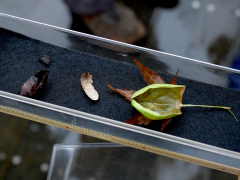 ウスタビガの繭内の幼虫と蛹の抜け殻