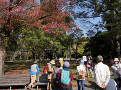 紅葉の仕組みを解説