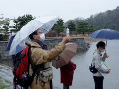 お花見団子の色の解説